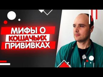 Нужно ли прививать домашнюю кошку, мифы о вакцинации кошек