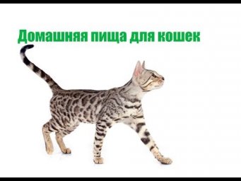 Домашняя пища для кошек