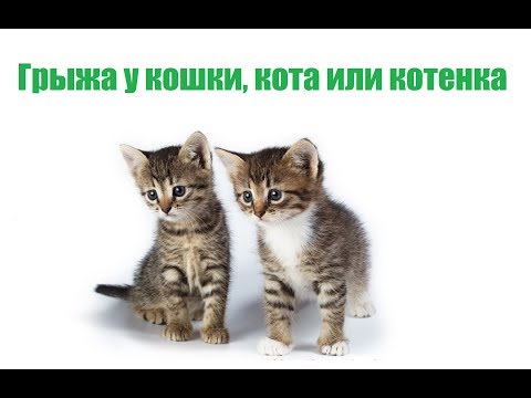 Грыжа у кошки, кота или котенка, виды, симптомы и лечение