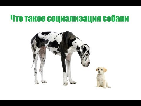 Что Такое Социализация Собаки & Воспитание И Дрессировка Щенка. Ветклиника Био-Вет.