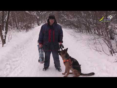 Обучение ездовой работе, немецкая овчарка