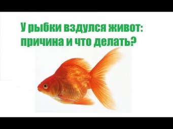 У рыбки вздулся живот причина и что делать. Советы специалиста