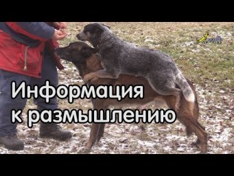 Дрессировка собак, спорно и неоднозначно, информация к размышлению