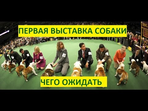 Первая выставка вашей собаки. Что вас ждет?