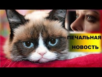 УМЕРЛА ЛЮБИМИЦА МИЛЛИОНОВ. ПЕЧАЛЬНАЯ НОВОСТЬ ГРАМПИ КЭТ НЕ СТАЛО