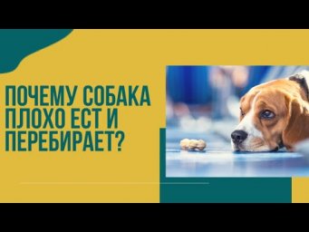 Почему собака плохо ест? Почему собака то ест, то нет? перебирает едой?