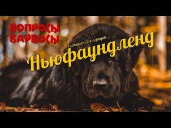 знакомство с породой Ньюфаундленд