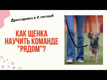 Как научить щенка в 2 месяца команде "Рядом"? Обучение разным положениям, особенности движения