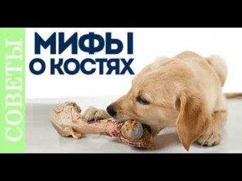 К чему приводит кормление костями. Мифы о костях. Розыгрыш.