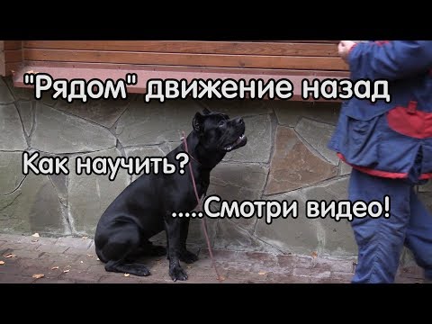 Как научить рядом ходить назад, кане корсо ОКД