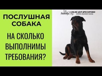Послушная собака. На сколько выполнимы требования?