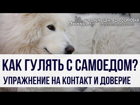 Как правильно гулять с самоедом? Упражнение на доверие собаки к хозяину