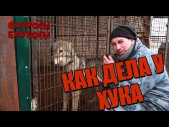 Как бороться с блохами, как поживает Антошка, почему воет Хук