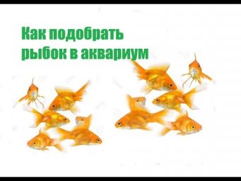 Как подобрать рыбок в аквариум. Совместимость рыб.