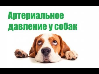 Артериальное Давление У Собак & Измерение Артериального Давления У Собак. Ветклиника Био-Вет