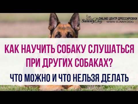 Как научить собаку слышать команды при других собаках? Что делать, если она не слушается?
