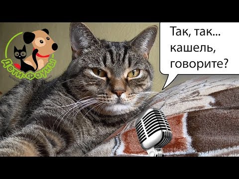 19.01.19  Ветеринар и кот Сэмыч в прямом эфире отвечаем на вопросы о собаках и кошках