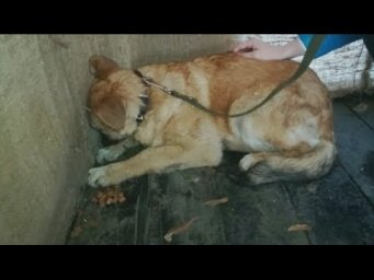 СОБАКА НИКОГДА НЕ ВИДЕЛА ДОБРА ОТ ЛЮДЕЙ,ПОЭТОМУ СТАРАЛАСЬ НЕ ИЗДАВАТЬ НИ ЗВУКА