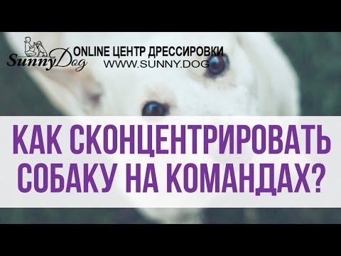Концентрация внимания собаки на хозяине. Упражнение на внимание