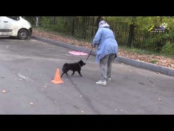 Шкиперке Каспер, конусы челноком