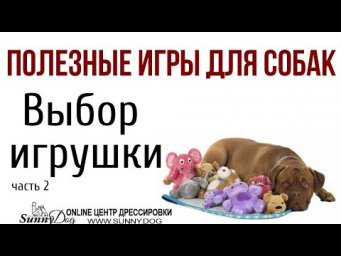 Полезная игра для собак: выбери игрушку