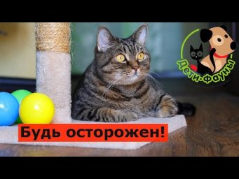 7 опасностей для домашней кошки в квартире