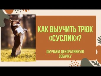 Как научить трюку &laquo;суслик&raquo;? Обучаем декоративную собаку трюкам