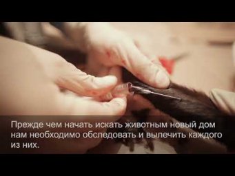 36 кошек