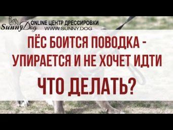 Пёс боится поводка. Упирается и не хочет идти. Что делать и как заставить?
