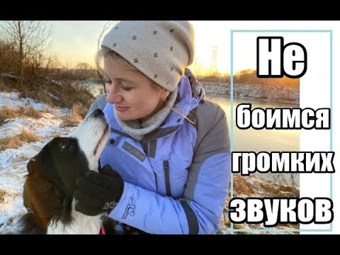Как приучить собаку к новым громким звукам. Один из уроков курса "Мой умный щенок"