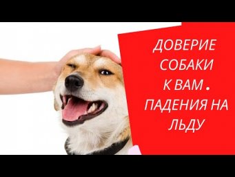 если вы падаете    как приучить собаку к резким движениям
