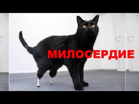 МИЛОСЕРДИЕ.СТИХ ДО БОЛИ ДО СЛЁЗ МИЛОСЕРДИЕ.СТИХ ДО БОЛИ ДО СЛЁЗ