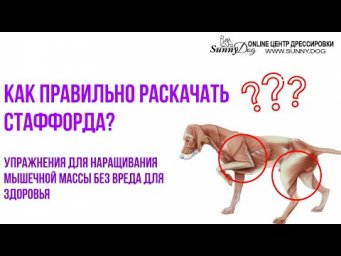 Как правильно раскачать стаффорда? Упражнения для наращивания мышечной массы без вреда для здоровья