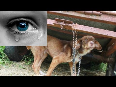 ЭТА ИСТОРИЯ ТРОНЕТ ТЕБЯ ДО ГЛУБИНЫ ДУШИ #СПАСЕНИЕЖИВОТНЫХ