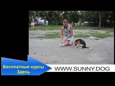 Почему собака убегает? Что необходимо сделать, чтобы собака от вас не убегала? Почему собака убегает? Что необходимо сделать, чтобы собака от вас не убегала?