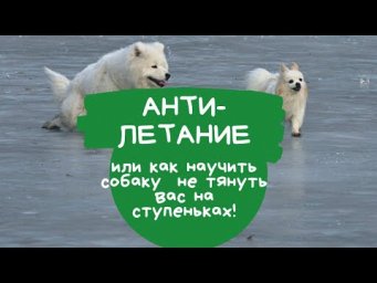 Отучаем тянуть. Упражнение Антилетание или как научить спокойно сходить по ступенькам!