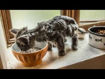 КОЖА ДА КОСТИ БРОДИЛИ ПО ДОРОГЕ #СПАСЕНИЕЖИВОТНЫХ