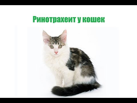 Ринотрахеит У Кошек & Симптомы И Лечение Ринотрахеита У Кошек. Ветклиника Био-Вет
