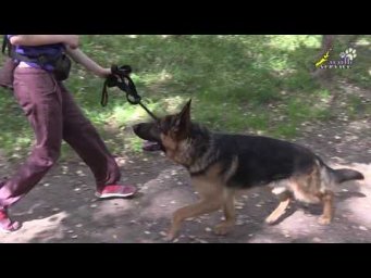 Внимание к хозяину и мотивация к работе, немецкая овчарка