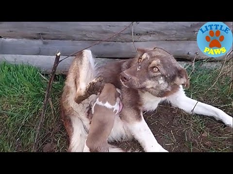 Rescue a Homeless Mom and Puppies In Outside Rescue a Homeless Mom and Puppies In Outside