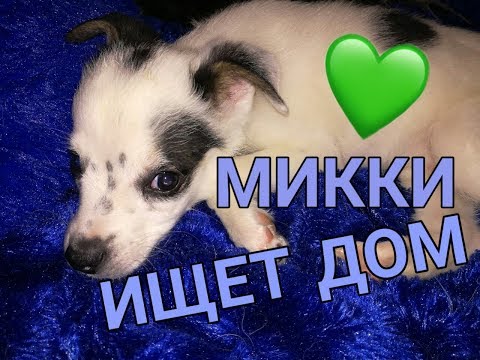 МИККИ ИЩЕТ ДОМ/ЧАСТНЫЙ ПРИЮТ БЕЛЫЙ БИМ/ПЕТРОПАВЛОВСК КАЗАХСТАН
