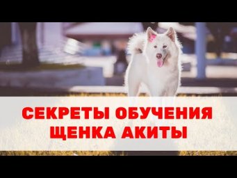 Секреты обучения и воспитания щенка акиты. Особенности породы