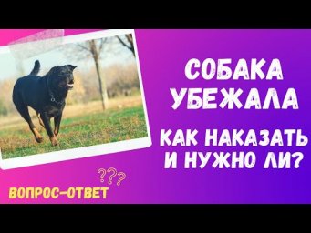 Собака убежала - как наказывать и нужно ли? Что делать хозяину?