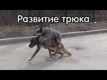 Хилер езда верхом на малинуа, дальнейшее развитие трюка, дрессировка собак