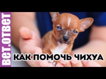 Почему у Чихуа стул с кровью? Как похудеть Чихуа? ВетОтвет.
