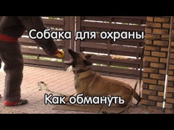 Как обмануть собаку для охраны
