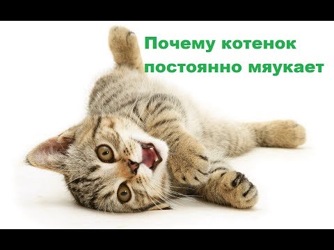Почему котенок постоянно мяукает и пищит: причины и советы. Ветеринарная клиника Био-Вет.