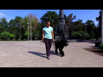 Норматив BH/VT "Собака-компаньон".