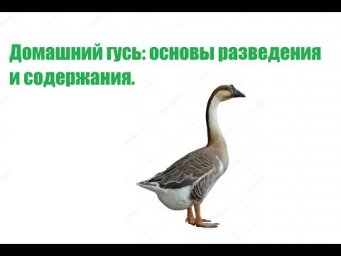 Домашний гусь:  основы разведения и содержания