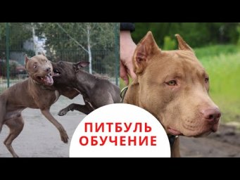 Пример - Дрессировка  питбуля и воспитание питбуля в домашних условиях для комфортной жизни